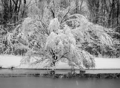Willow Tree Snow Fall