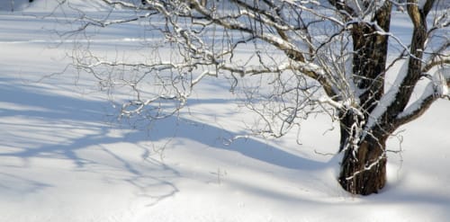 Willow Tree in Snow