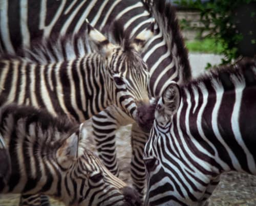 Zebra in a Crowd